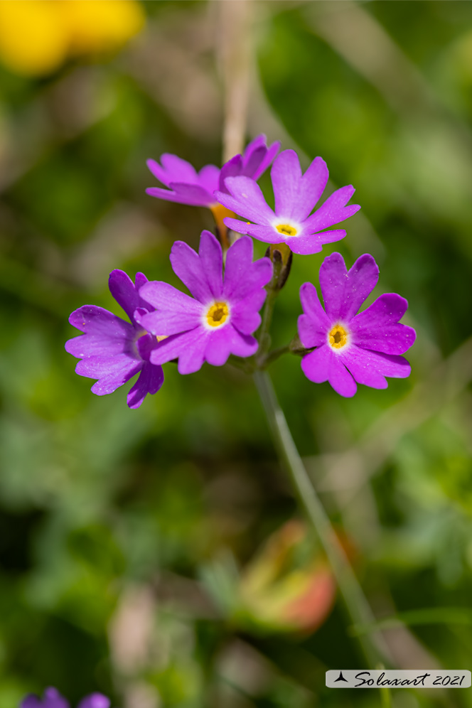 Primula farinosa ?